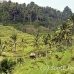 rice_ubud_h_0067_bal0882.jpg